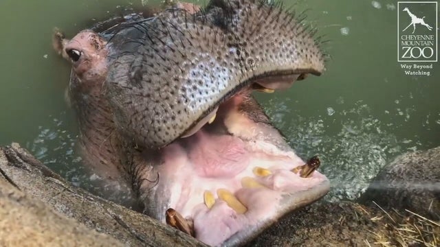 ZOOS-HIPPOS.transfer_frame_467.jpeg 