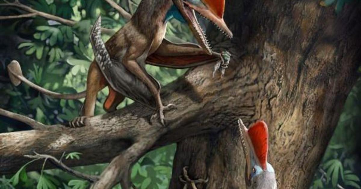 10 Fun, And In-depth Pterodactyl Facts (with Scenarios!)