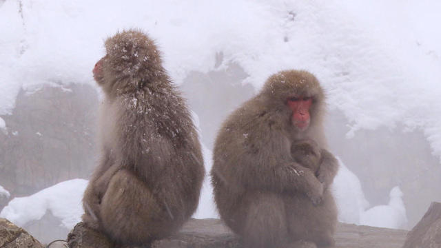 sunmo-monkeys-0221-493203-640x360.jpg 