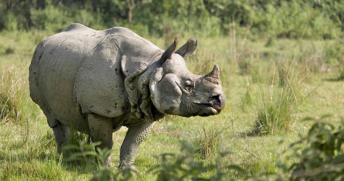 Nepal's rhino population soars to exciting 