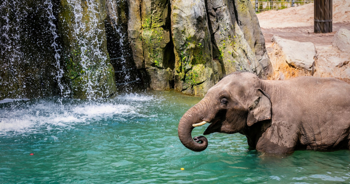 Fort Worth Zoo's Opening Of New Elephant Habitat Just The Beginning, 5 ...