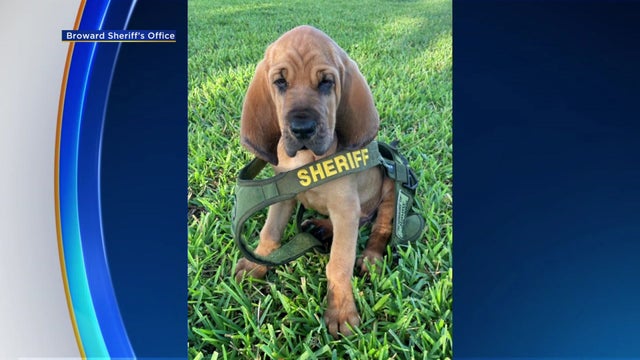 NEWEST-BLOODHOUND-TO-JOIN-BSO-pics_1.jpg 