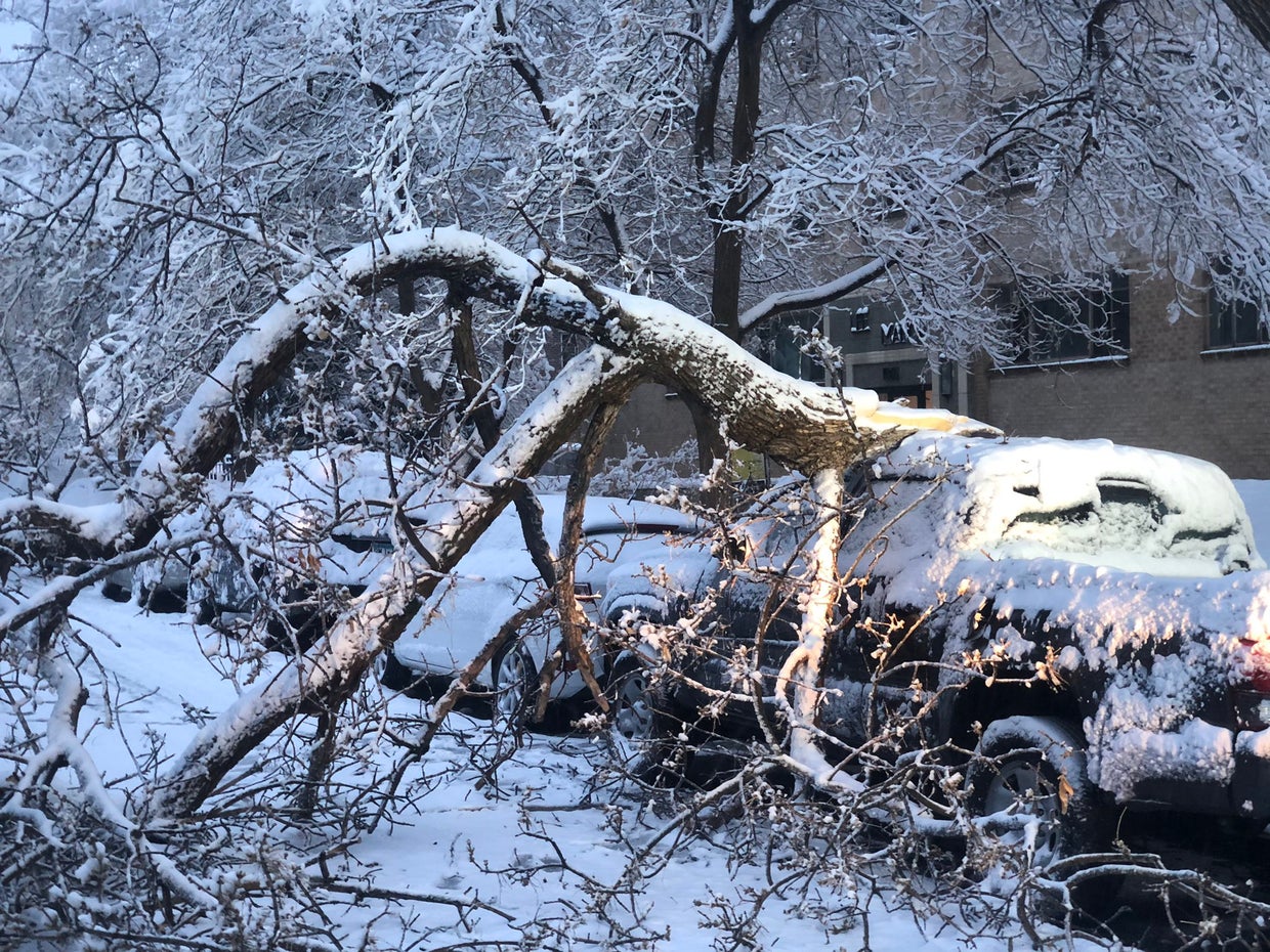 Denver Parks & Recreation Warns Of More Tree Damage With Back-To-Back ...
