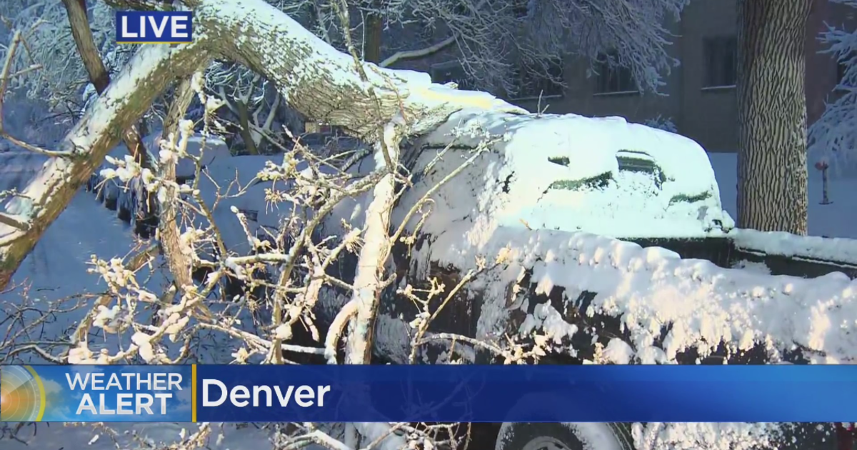 What Should You Do If A Tree Hits Your Car? City Of Denver Offers Tips ...