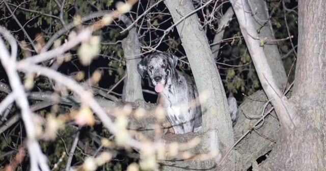 Huge Great Dane rescued from 20 feet up a tree - CBS News