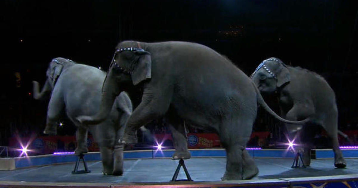 Ringling Bros. Elephants Perform Final Circus Act - CBS News