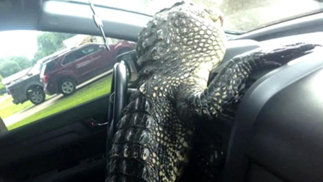 0529-cbsn-ffg-gatortriestoescape-1070380-640x360.jpg 