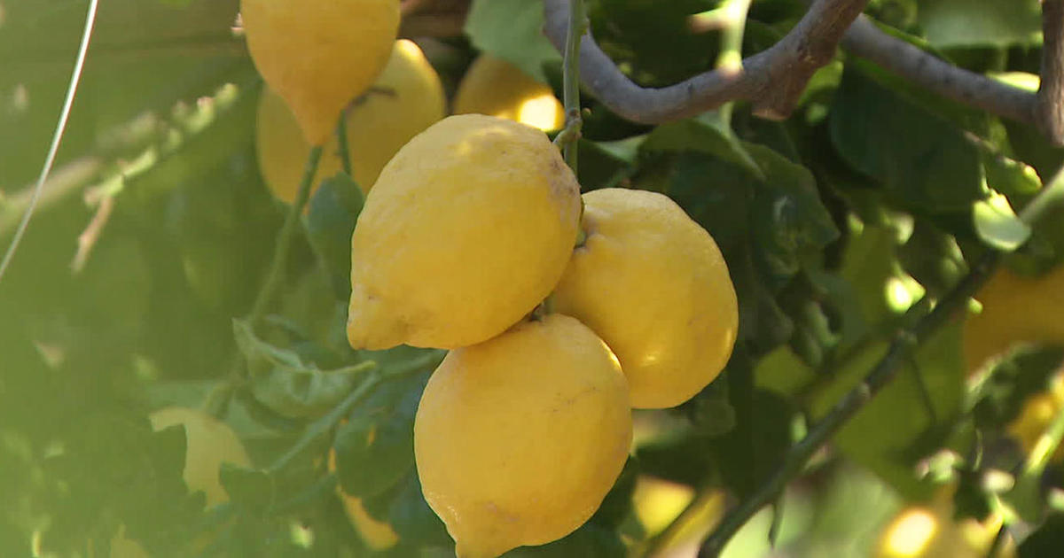 Exportation and sale of lemon verna - Snature Citrus - Lemons