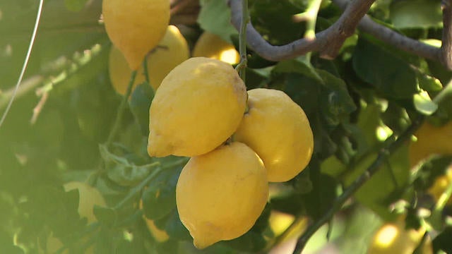 lemons-a-1280.jpg 