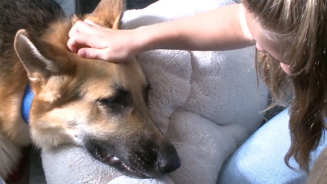 cbsn-0515-dogsavesvhz-1063661-640x360.jpg 