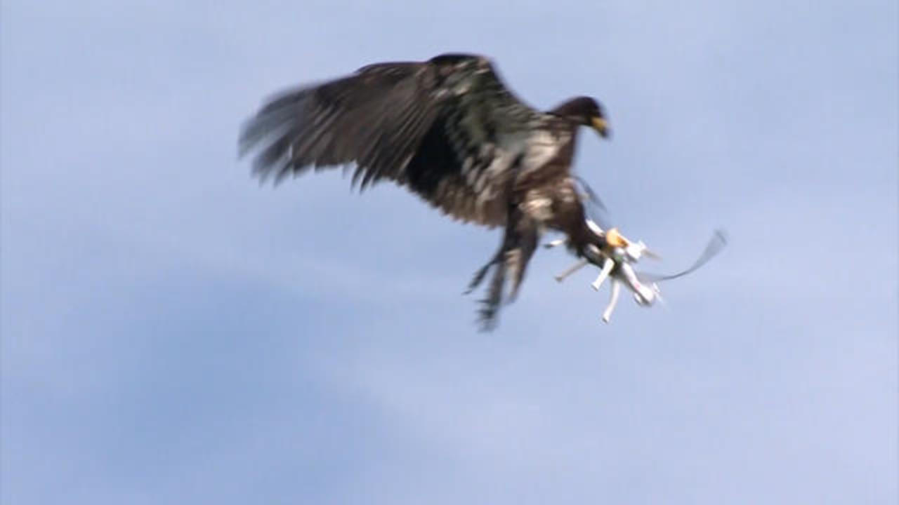 Bald eagle attacks government drone and sends it to bottom of Lake Michigan, Michigan