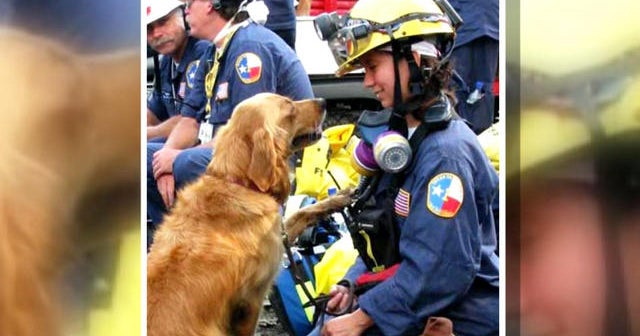 Last search-and-rescue dog from 9/11 has died - CBS News