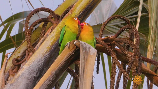 naturelovebirds-695589-640x360.jpg 