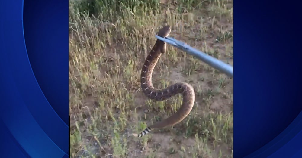 Riverside County Man Bitten By Rattlesnake While Trying To Pick It Up ...