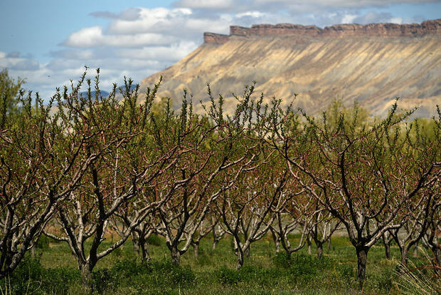 Sage Creations Organic Farm in Palisade, Colorado. 