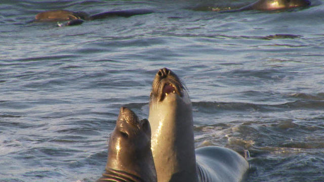 sunmo-seals-nature-0703-1088264-640x360.jpg 