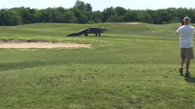 ctm-begnaud-gator-0808-1103635-640x360.jpg 