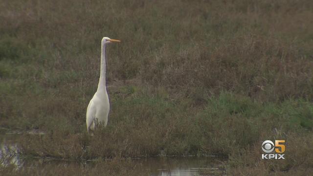 suisun-marsh-bird.jpg 