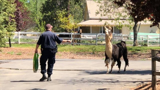 CHP-Sonora-llama-corralled-1.jpg 