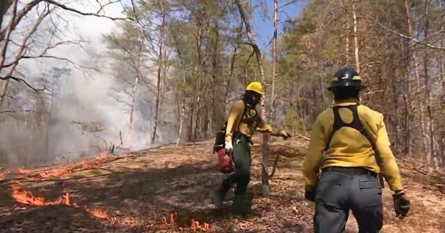Controlled fires designed to limit damage of wildfires - CBS News