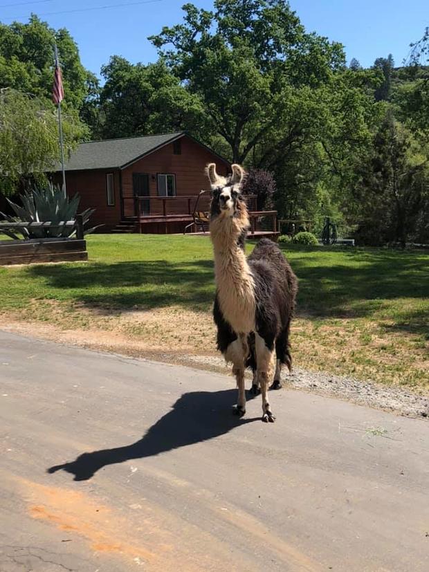 loose alpaca or llama 