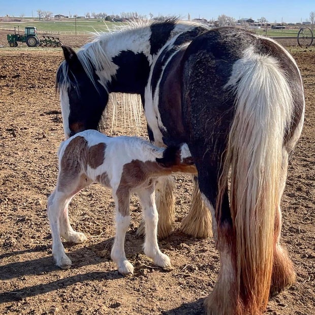 Weld Co stolen baby horse 2
