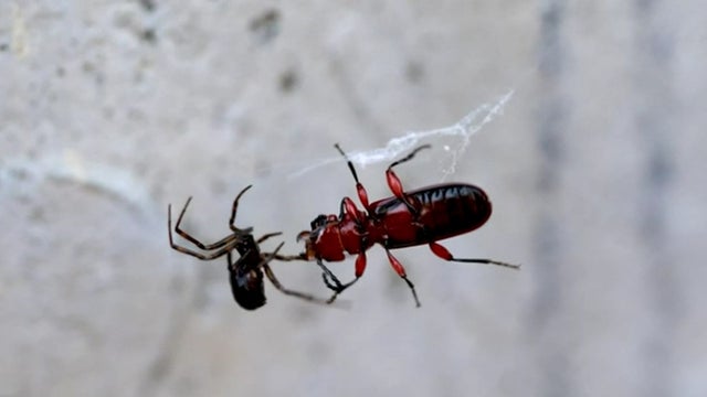 spiderwebmusic.jpg 