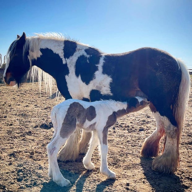 Weld Co stolen baby horse