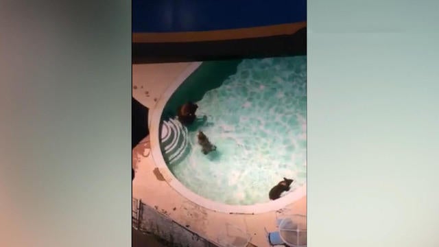 cbsn-bear-swim-0901-1116355-640x360.jpg 