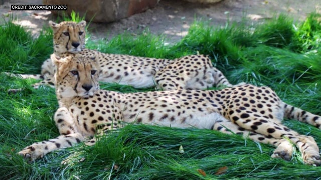 CHEETAH-SAC-ZOO.jpg 