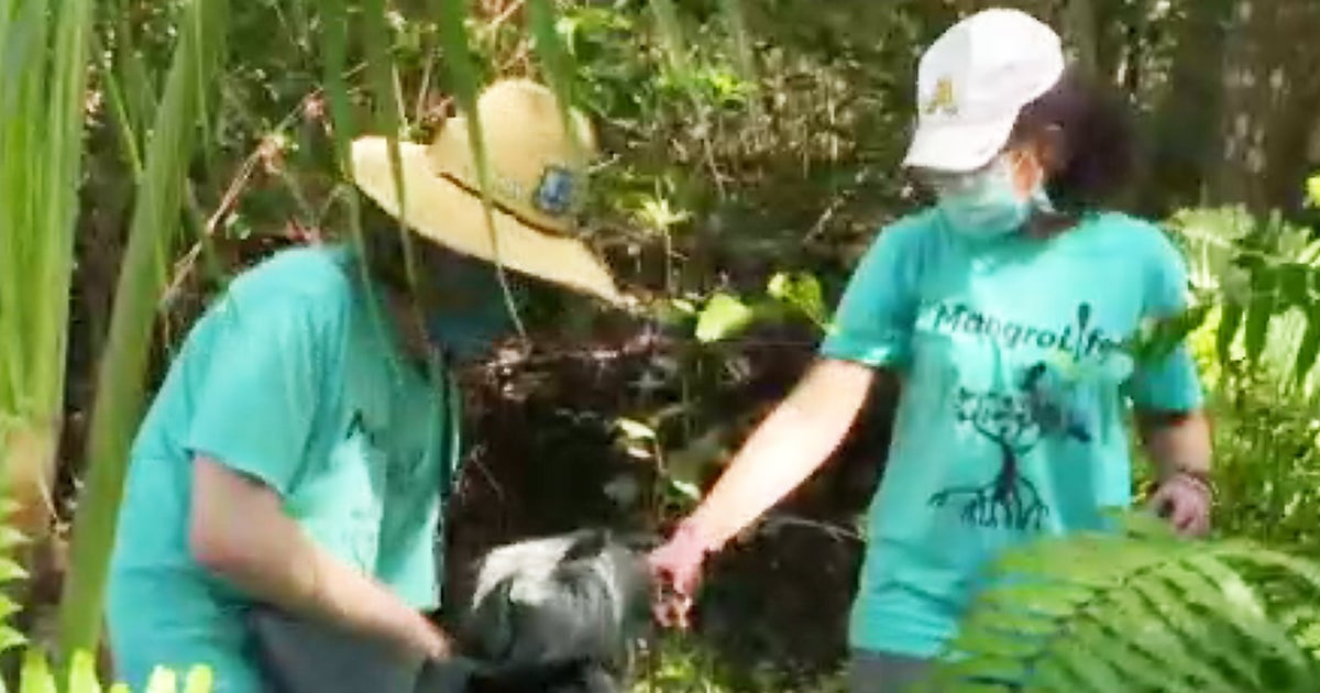 Miami Proud: Celebrate Earth Day With A Spotlight On ‘MangroLife’