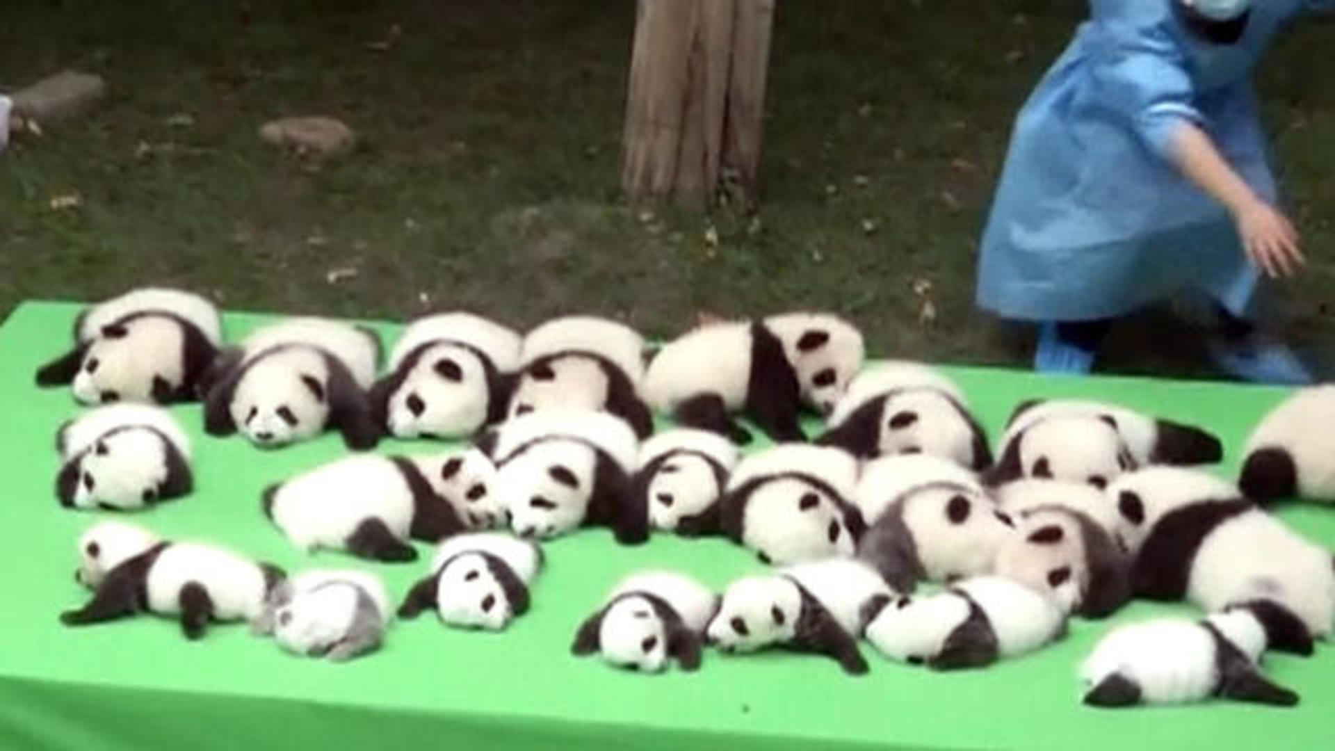 baby panda playing