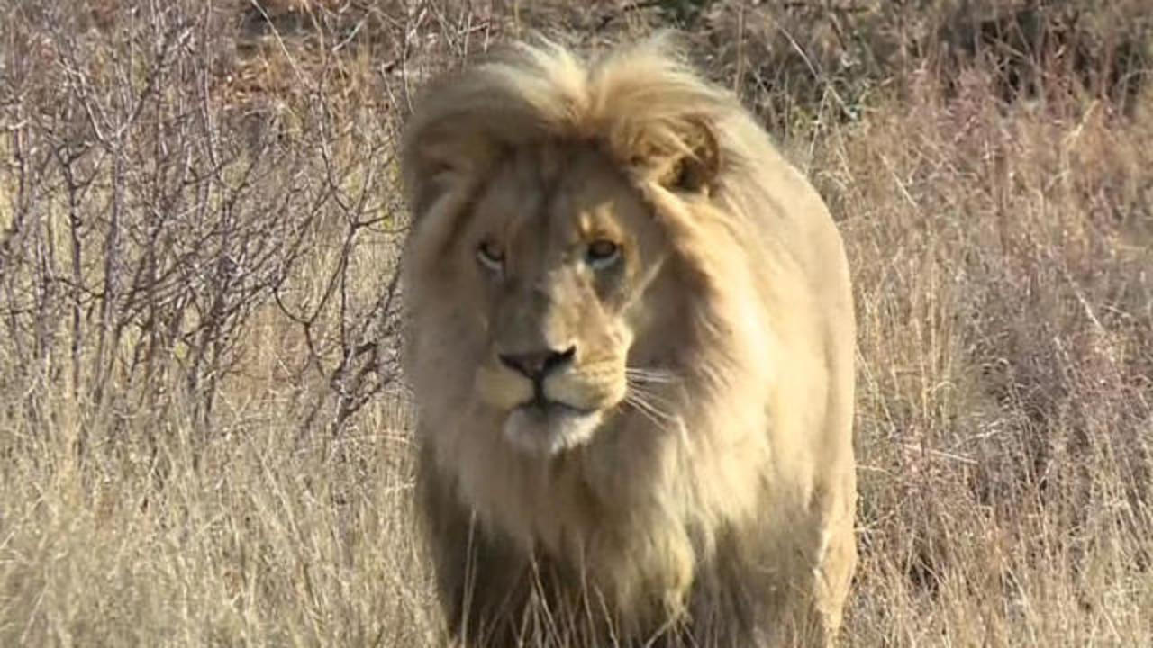 Canned lion hunting increasingly under scrutiny in South Africa - CBS News