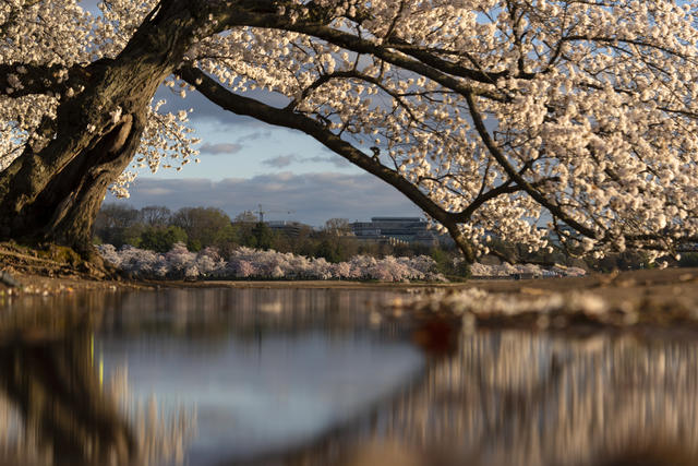 Cherry blossom time in Washington D.C. reveals a warming planet