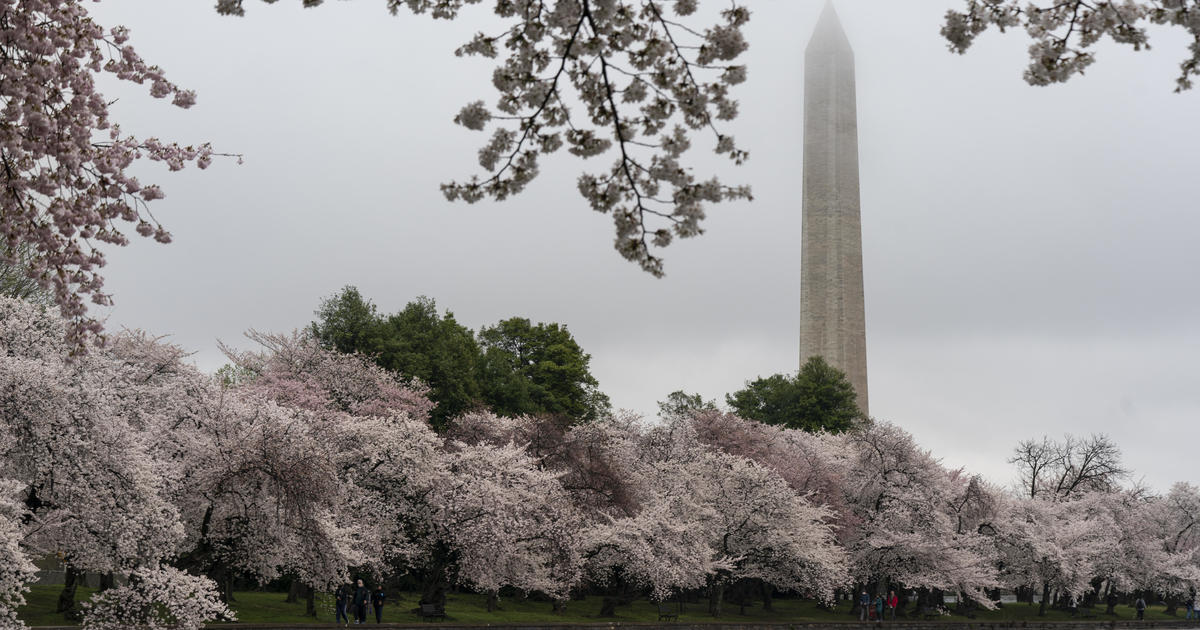 Here's when D.C.'s famous cherry blossom trees will reach peak bloom