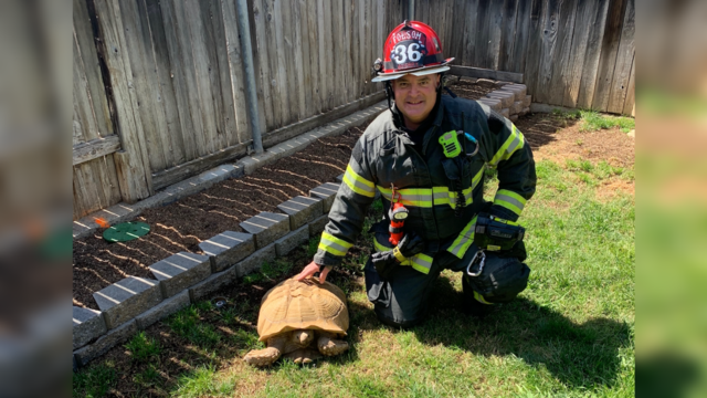 folsom-tortoise-rescued.png 