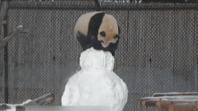 cbsn-fusion-giant-panda-at-toronto-zoo-playfully-destroys-snowman-thumbnail-1214158-640x360.jpg 