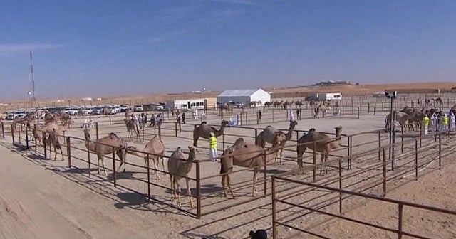 Camels compete in desert beauty pageant - CBS News