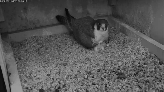 National-Aviary-Peregrine-Falcon-at-Cathedral-of-Learning-Hatches.jpg 