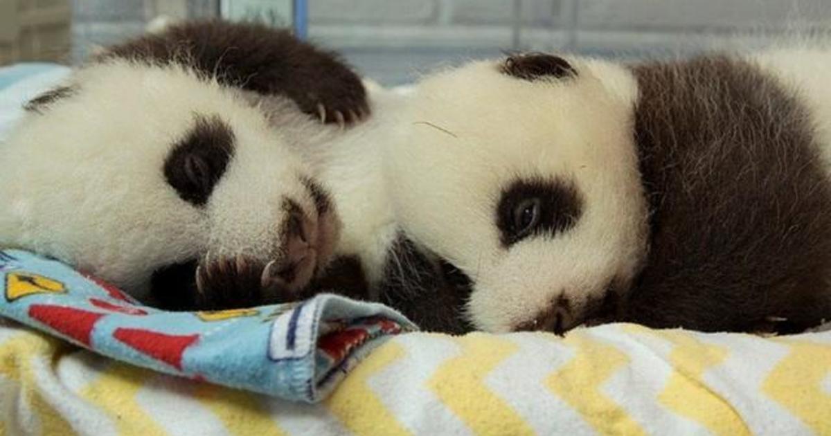 Zoo Atlanta Reveals Names Of Twin Giant Panda Cubs - Cbs News