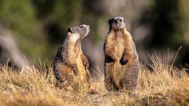 Beavers sitting on grass 