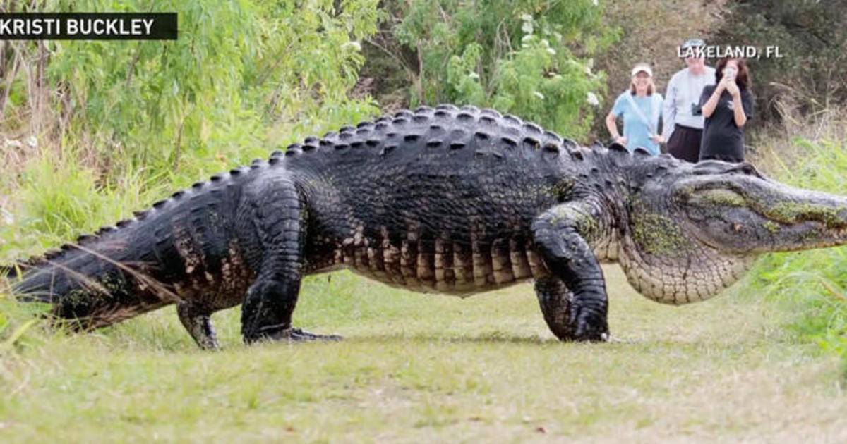 Massive Alligator Spotted In Central Florida Cbs News