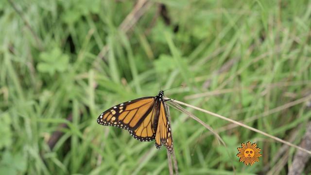 0101-sunmo-nature-butterflies-1221687-640x360.jpg 