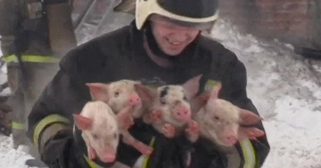Russian firefighters rescue pigs from burning barn - CBS News