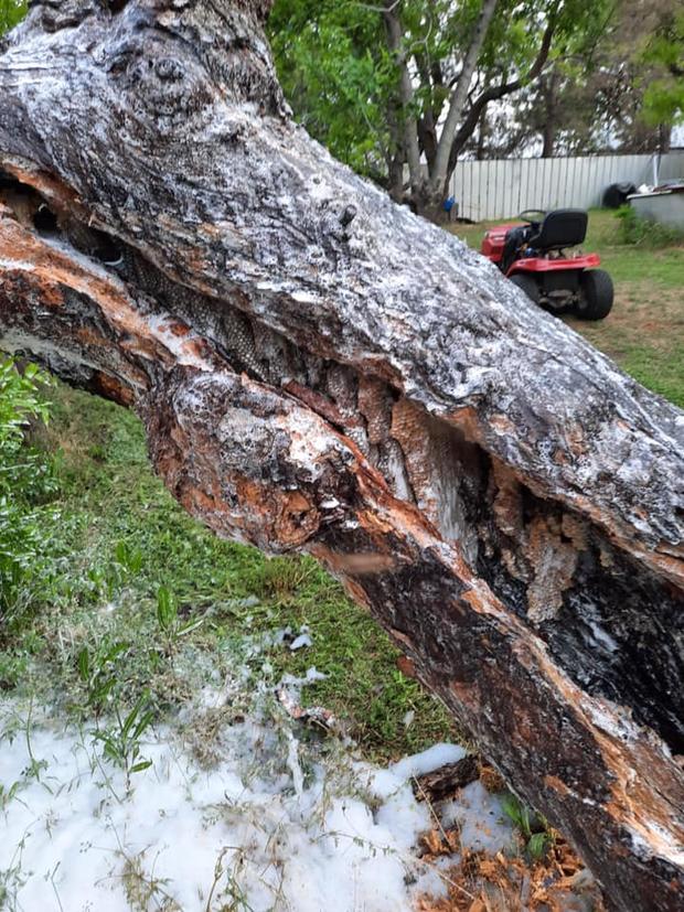 Bee hive in tree 