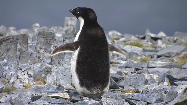 0215-ctm-phillips-antarticapenguins-1251947-640x360.jpg 