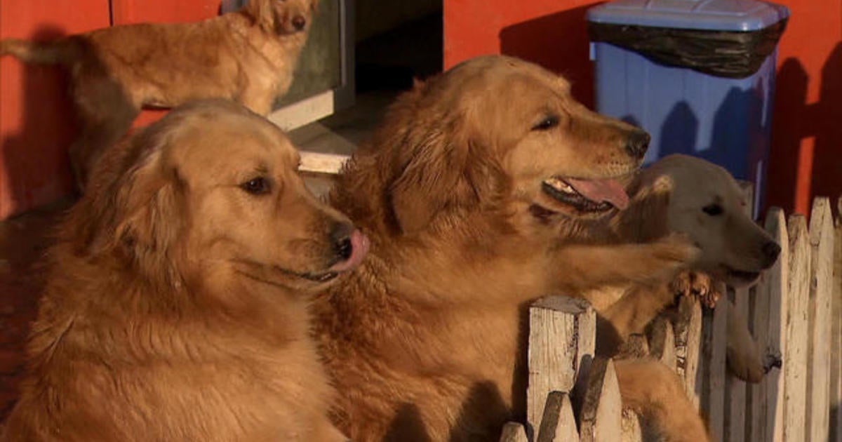 turkey dogs golden retrievers