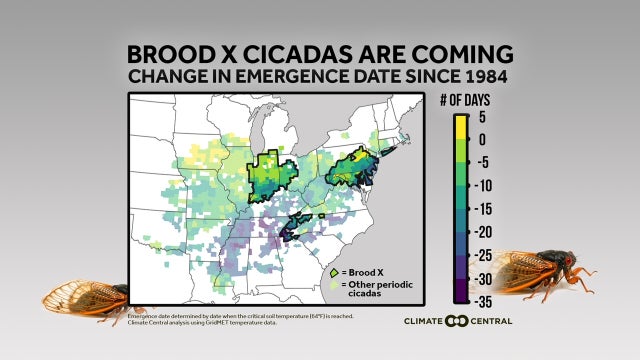 Brood-X-Cicadasa-USA.jpg 