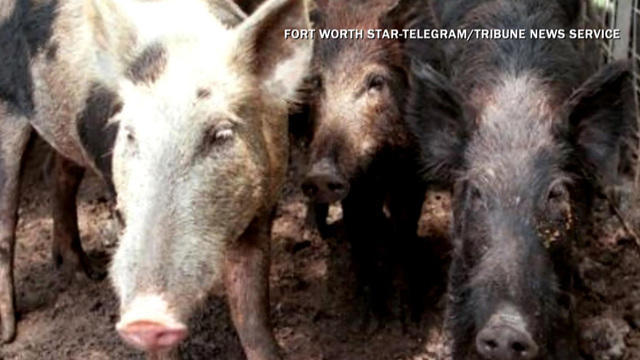 cbsn-fusion-texas-approves-controversial-pesticide-targeting-wild-hogs-thumbnail-1256201-640x360.jpg 