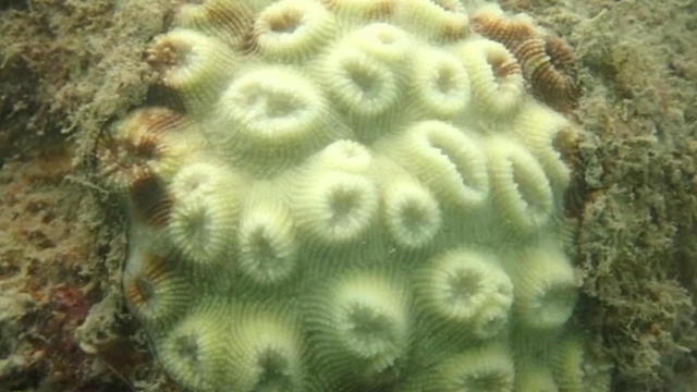 cbsn-fusion-great-barrier-reef-falls-victim-to-coral-bleaching-again-thumbnail-1269082-640x360.jpg 